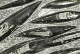 Polished Fossil Orthoceras (Cephalopod) Plate - Morocco #359681-1